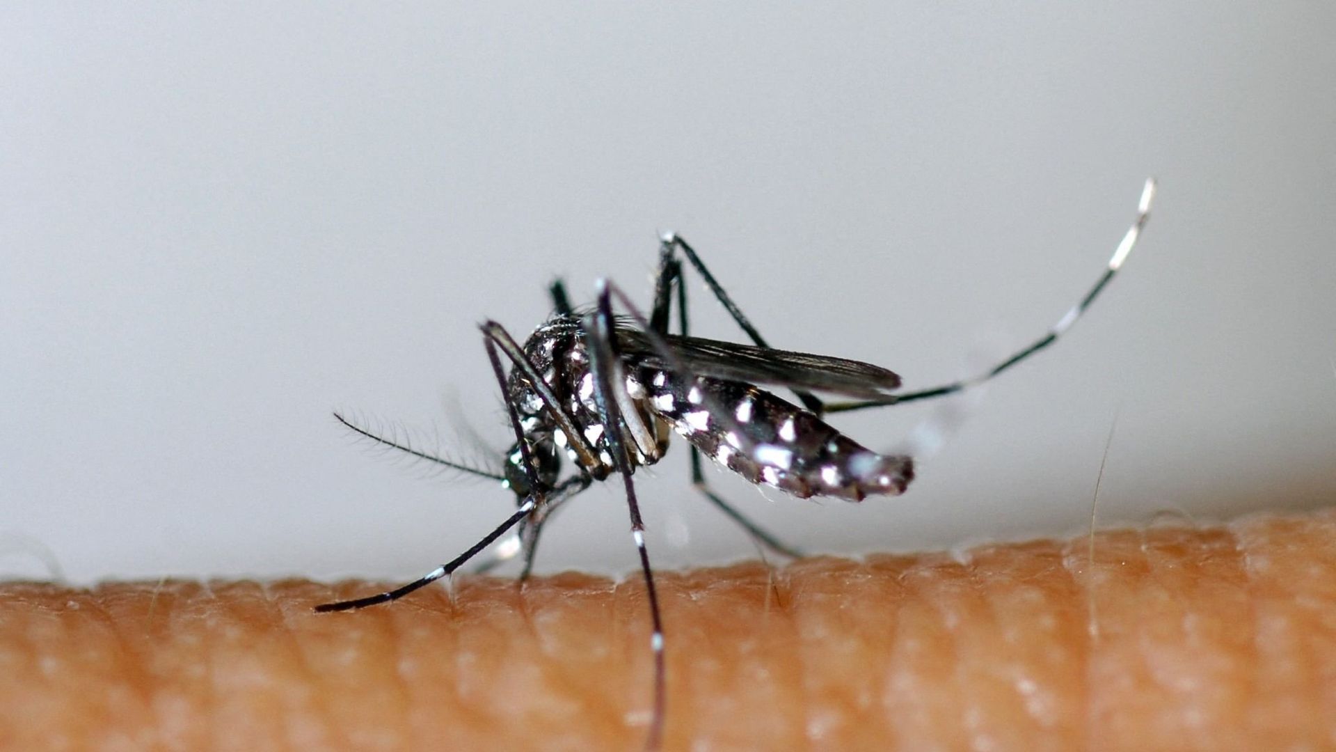 Tiger Mosquito Confirmed in Saint-Josse, Belgium’s 40th Infested Municipality