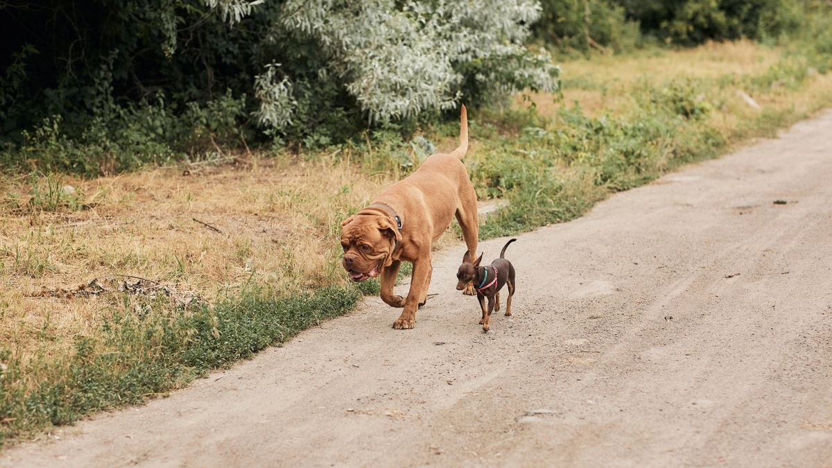 Dog Longevity Myth Debunked: Size Doesn’t Determine Lifespan
