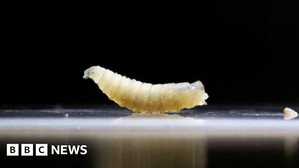 U.S. Uses Sterile Flies & Dogs to Stop Deadly Screwworm Outbreak