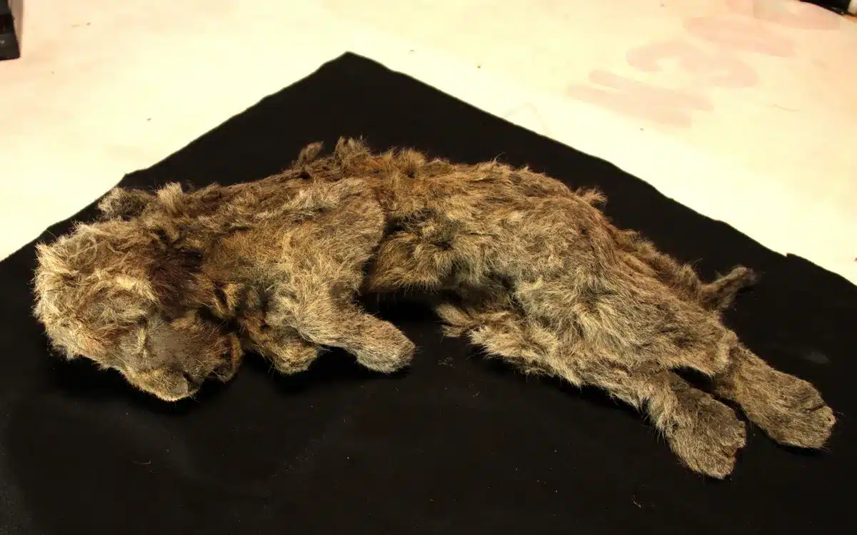 Ancient Cave Lions Found to Interbreed with Modern Lions.